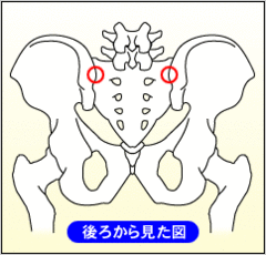 骨盤後面