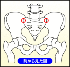 骨盤前面