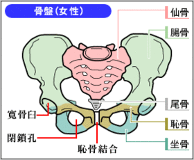 産前・産後の骨盤矯正