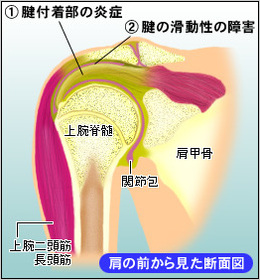 肩関節解剖図