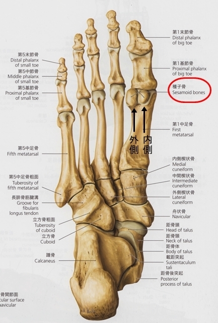 種子骨障害